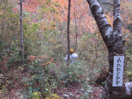 コナラ林で植樹桜の周辺を整理
