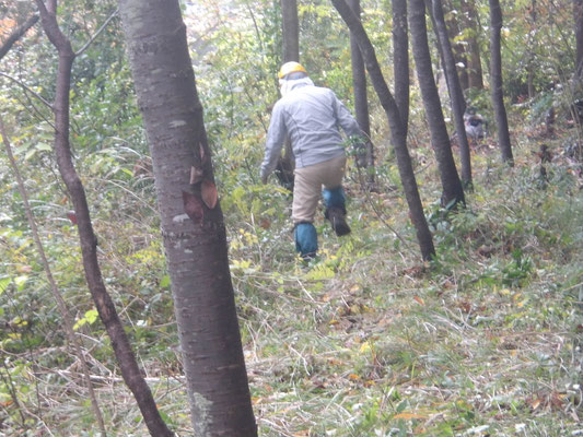 宝塚西高校グランド下平下部で草刈