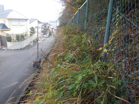 フェンス際の作業前