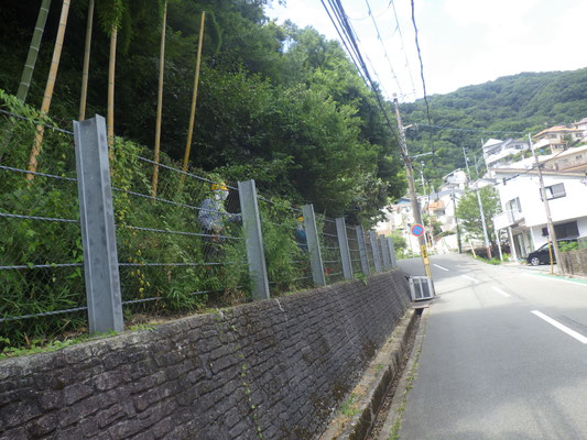 北側道沿いのフェンスの草取り