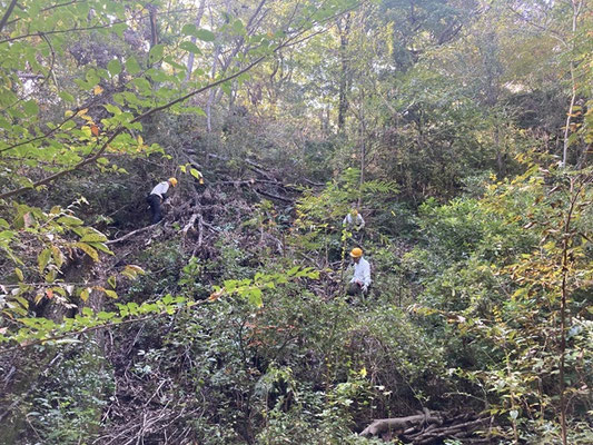 コバノミツバツツジの丘東急斜面一杯を覆った枯れコナラの枝葉を処理