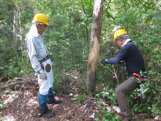 2025.08.06桜の園②城ケ丘枯木伐採 新人の実技指導