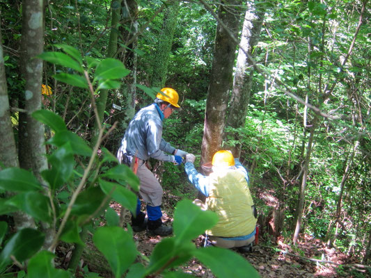 2025.07.27桜の園②城ケ丘下 園路脇のアラカシ伐採 新人さんの実技指導