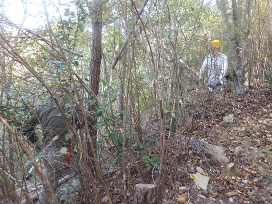 遠見の道中下辺の枯れ松伐採
