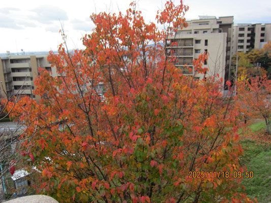 南斜面：桜の紅葉