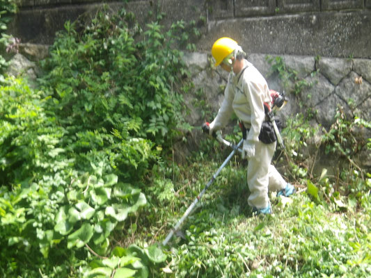 白瀬川支流の川床、対岸石垣の雑草刈り取り