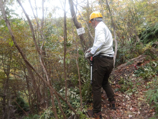 遠見の道脇ネジキ周辺を整理