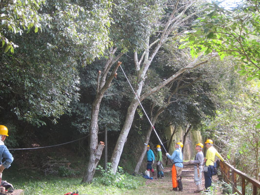 リンボク広場枯クリノキの伐採 高枝切で事前準備