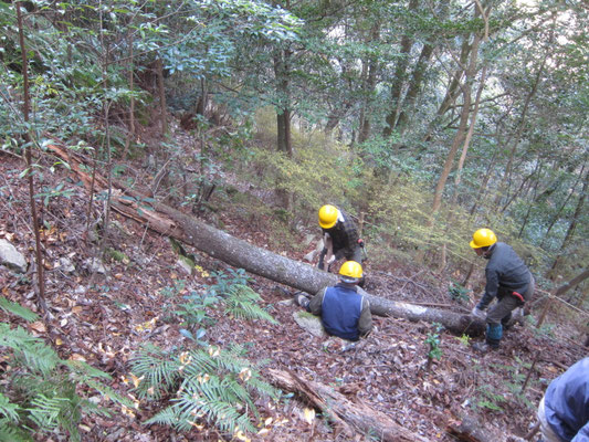 シロバナウンゼンツツジ保全地ヤマサクラ倒木処理