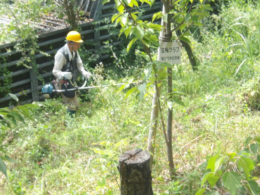 小林南大堰堤上側斜面の草刈