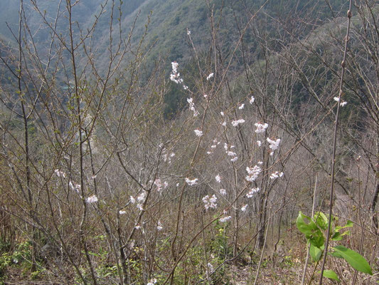 桜の尾根コヒガンサクラの古株に開花