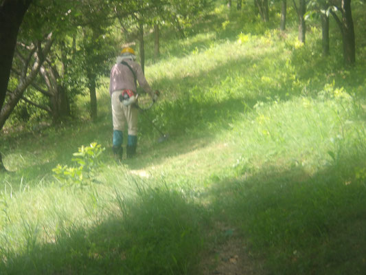 陽光広場園路周辺の草刈り