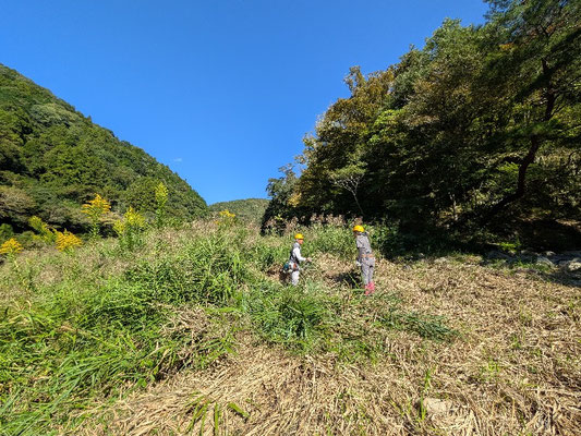 親水広場下武庫川河原の草刈り