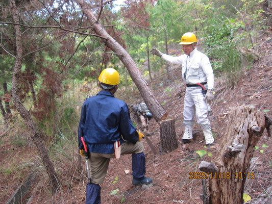 中川大橋手前の斜面：枯れ松伐採