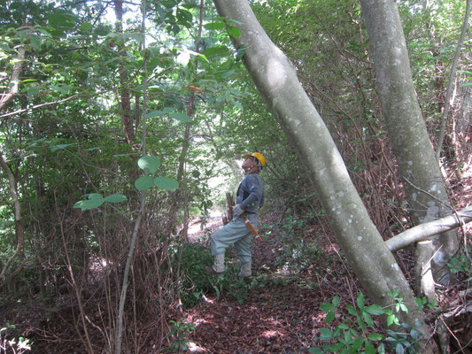 大峰道林間広場手前部で倒木、枯れ木の伐採と常緑樹の間伐