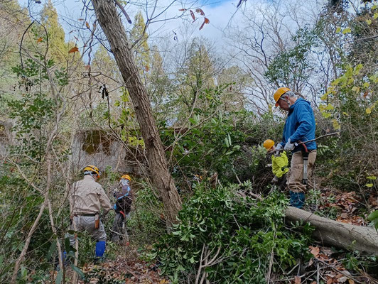 傾いたソヨゴを伐採し枝葉処理
