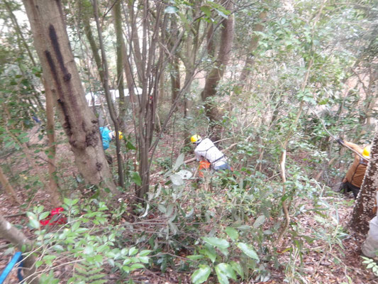 遠見倉庫上斜面老枯れ桜伐採