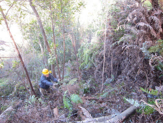 赤松ビューポイント周辺 背丈まで伸びたシダの刈取り