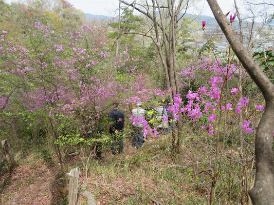 コバノミツバツツジが咲き乱れる園路を歩く