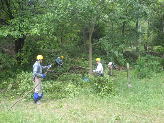 伐採したクスノキの枝葉処理