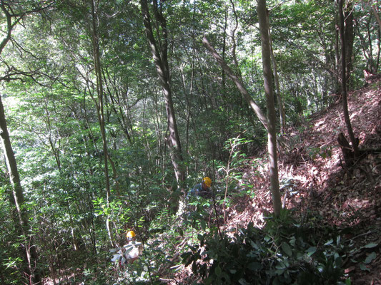 城ケ丘下斜面の間伐②