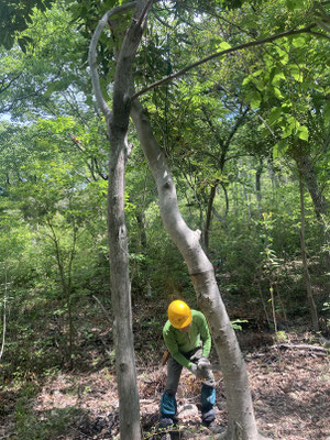 イチヤクソウの丘中央部ヒメユズリハ伐採