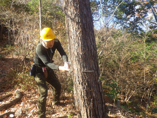 枯マツ伐採　追口切り