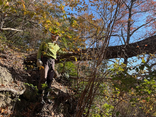 西山堰堤上側・モチツツジの谷のφ約50㎝のコナラ倒木