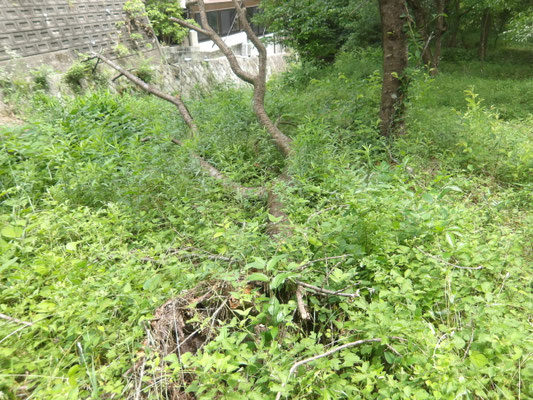 県宝谷平の根元直径30cm倒サクラを玉切り