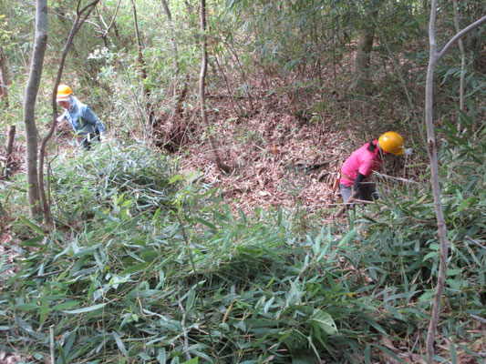 県宝谷平の繁茂した竹藪の竹刈り取り