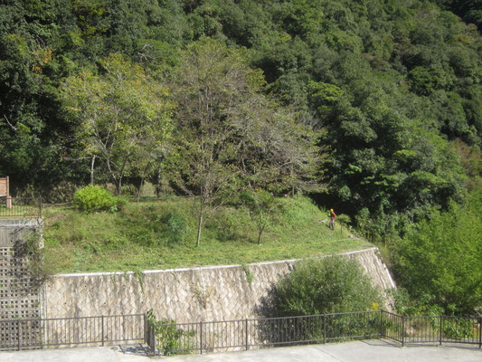 2025.10.23桜の園②廃線敷草刈り入口武庫川護岸