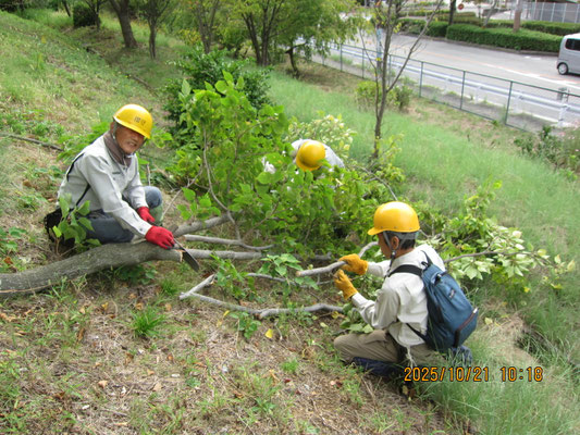 南斜面；斜傾木の伐採