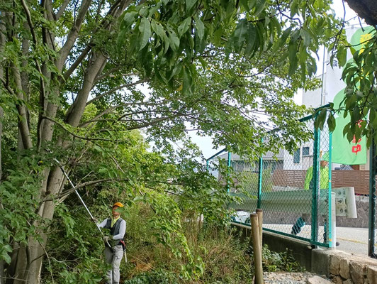 青葉台口のムクノキの枝打ちを行い、眺望等を改善