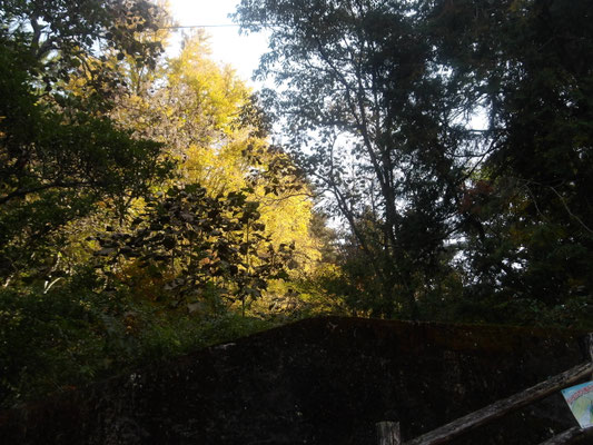 ｴﾝﾄﾗﾝｽ広場銀杏風景