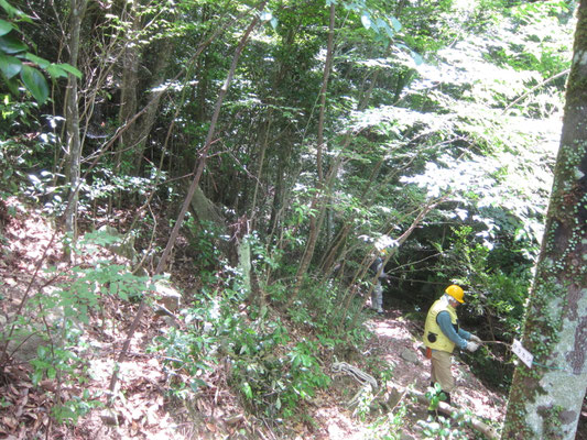2025.07.27桜の園④城ケ丘下 常緑樹の伐採で林床の日照が改善された