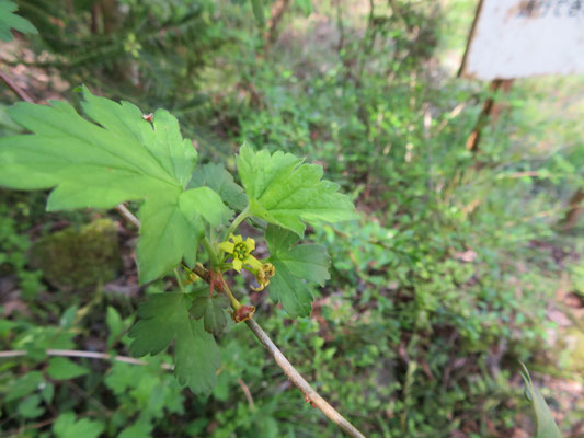 ヤブサンザシの花