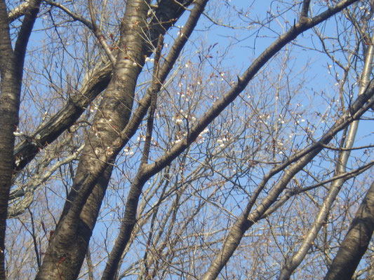 開花した一番桜