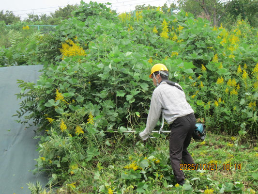 CoKoセンター；繁茂したクズと格闘