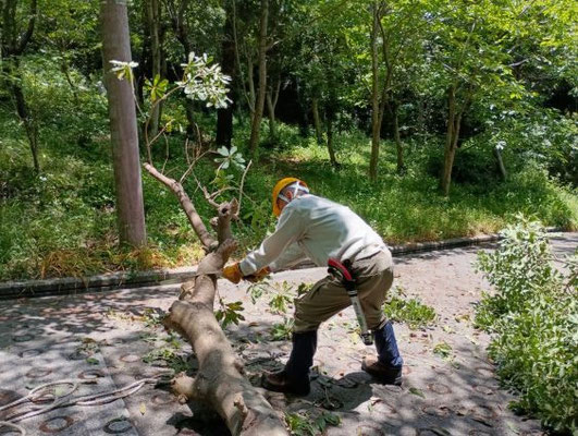 通学路脇の常緑樹の間伐
