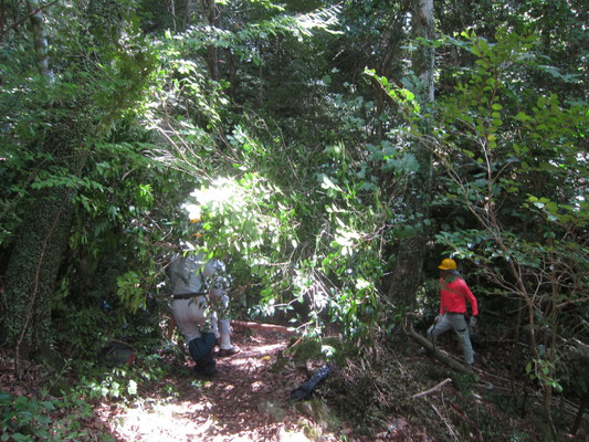 2025.08.06桜の園③城ケ丘下 園路脇のヤブツバキ伐採