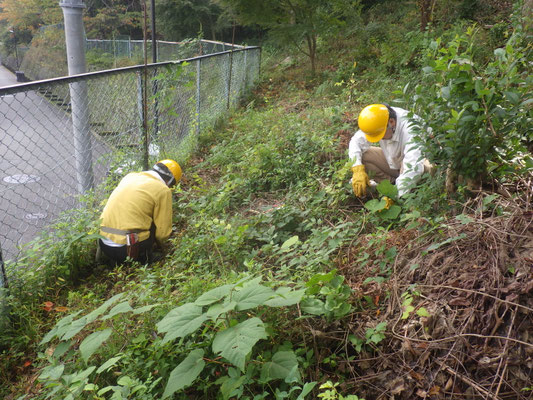 クズの薬剤処理