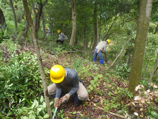 見通し改善の間伐