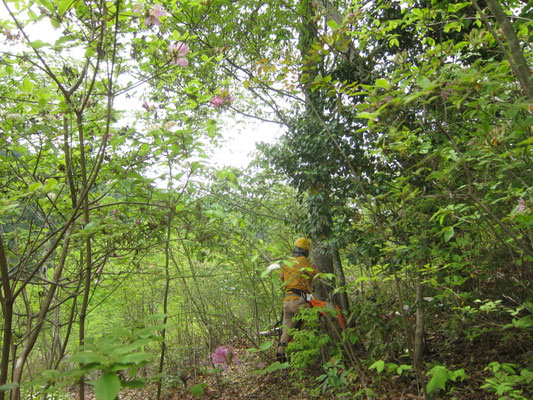 桜の尾根 大径の常緑樹伐採作業