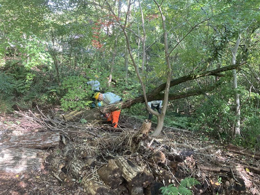 ゆずり葉の森広場のヤシャブシ倒木の根元部処理