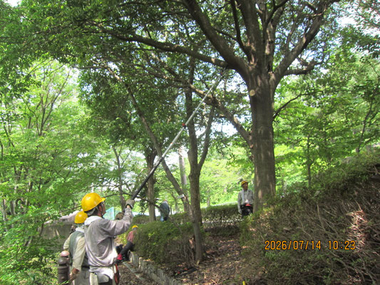 噴水広場周辺；樹木の大枝を間引き