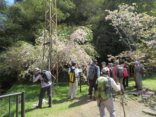 満開の八重紅枝垂れを楽しみながら