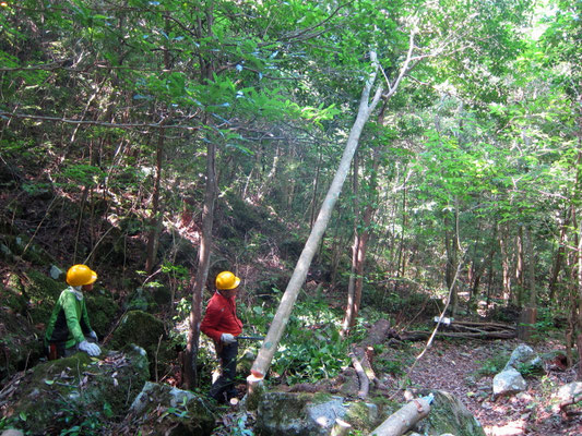 2025.08.31さくらの園④城ケ丘下ヤブツバキの伐採でかかり木