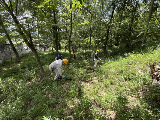 東広場のササ刈