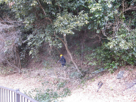 廃線跡入口付近　アラカシ伐採