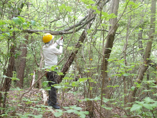 光が丘口～行者山間登山路西側枯れ枝除伐